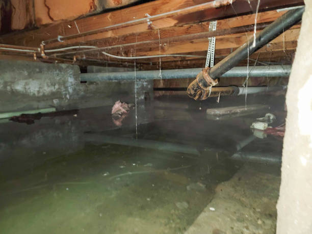 Best 24/7 water damage repair  in Lepanto, AR