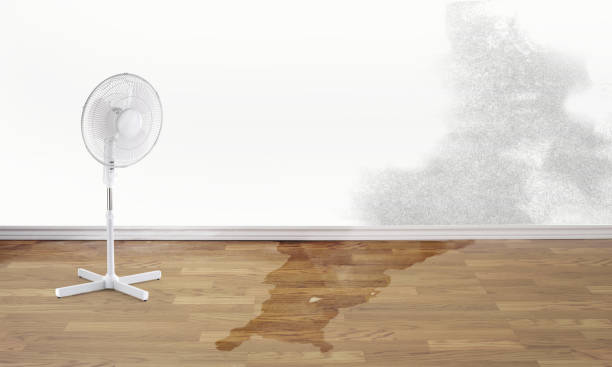 Best Basement water damage restoration  in Lepanto, AR