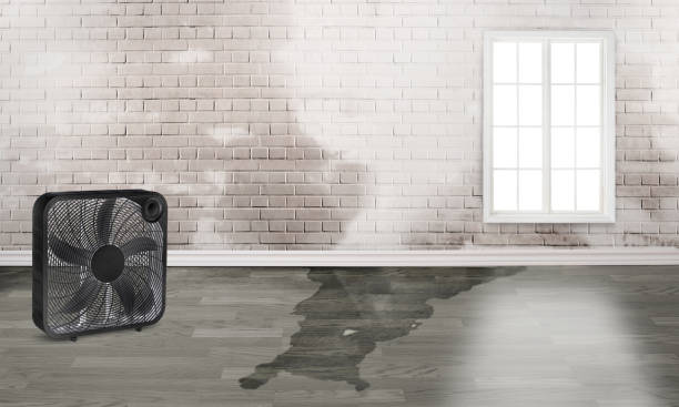 Best Carpet water damage restoration  in Lepanto, AR
